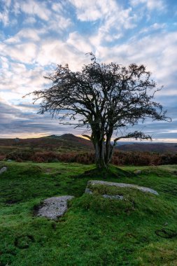 Hawthorn Ağacı Dartmoor Ulusal Parkı Devon İngiltere 