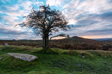 Hawthorn Ağacı Dartmoor Ulusal Parkı Devon İngiltere 