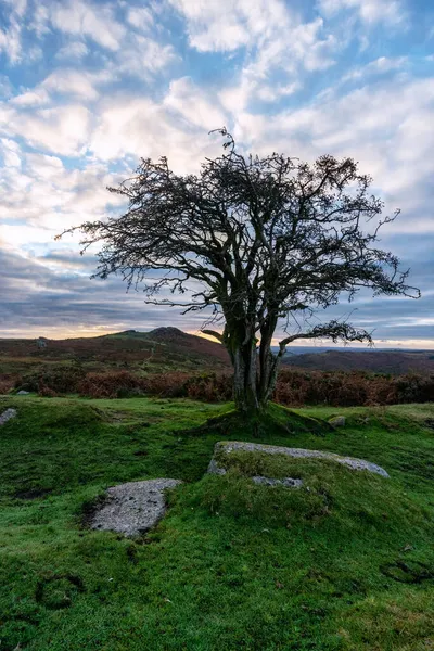 Hawthorn Tree Dartmoor国家公园Devon England — 图库照片