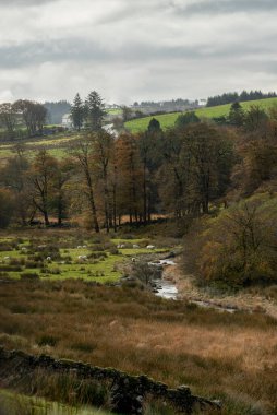 Dartmoor Devon İngiltere 'de bir koyun. 