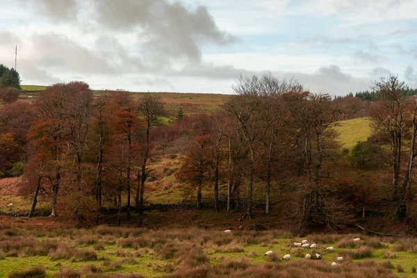 Moutons Dans Dossier Sur Dartmoor Devon England — Photo