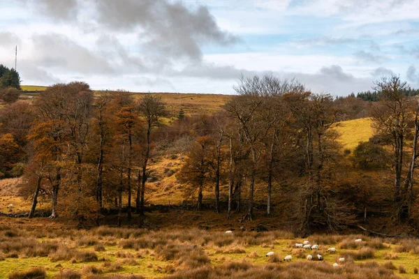 Får Fil Dartmoor Devon England — Stockfoto