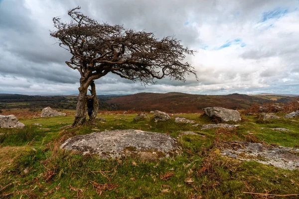 Biancospino Nella Brughiera Dartmoor Parco Nazionale Devon Inghilterra — Foto Stock