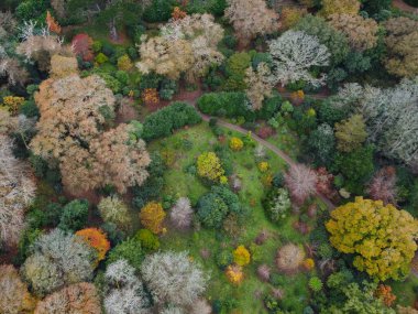 İngiltere 'nin hava aracı Cornwall' dan sonbahar ormanları. 