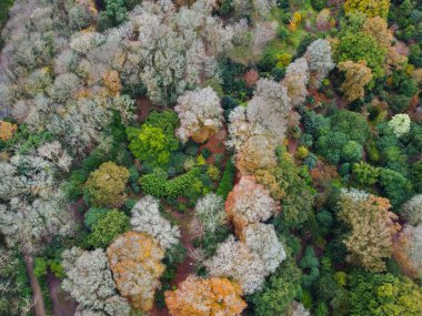 İngiltere 'nin hava aracı Cornwall' dan sonbahar ormanları. 