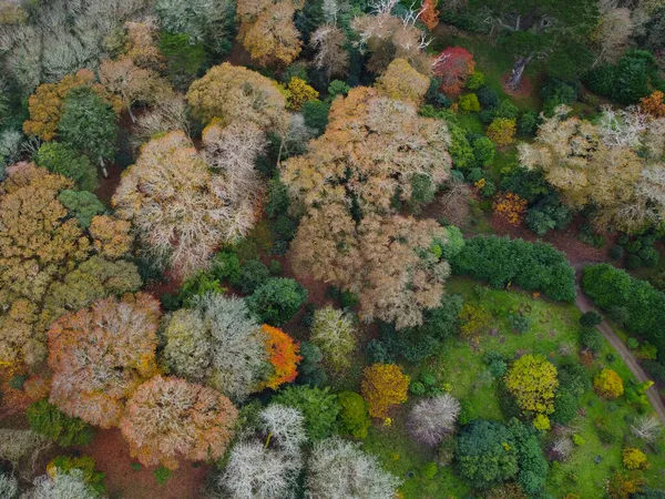Φθινόπωρο Δάσος Από Πάνω Από Εναέρια Drone Cornwall Αγγλία — Φωτογραφία Αρχείου