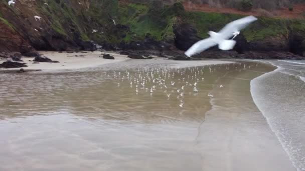 Plage Porthluney Près Caerhays Cornouailles Angleterre Drone Aérien — Video