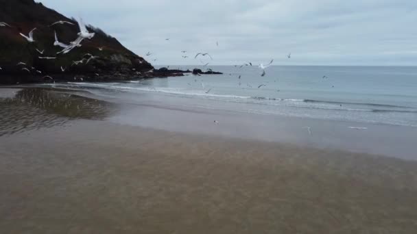 Porthluney Strand Bij Caerhays Cornwall Engeland Lucht Drone — Stockvideo