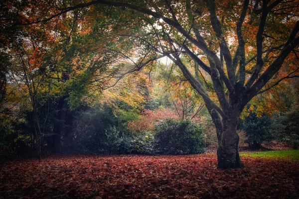 Podzimní Les Cornwall England — Stock fotografie