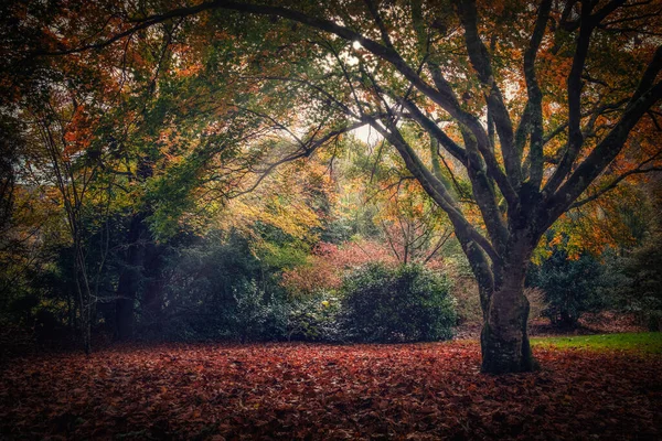 Forêt Automnale Cornouailles Angleterre — Photo