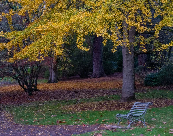 Gingko ağacı sonbahar renginde 