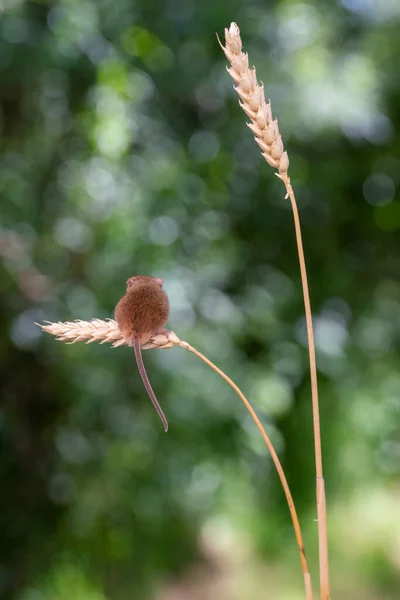 harvest mouse on foliage with bokeh