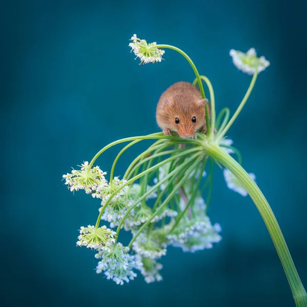 Bokeh ile yeşillik hasadı faresi 