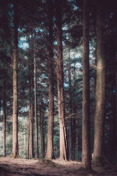 Idless Woods Truro Cornwall England — Stock Photo, Image