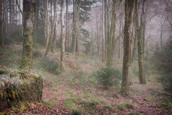 无精打采的森林在英国康沃尔附近的薄雾中 — 图库照片