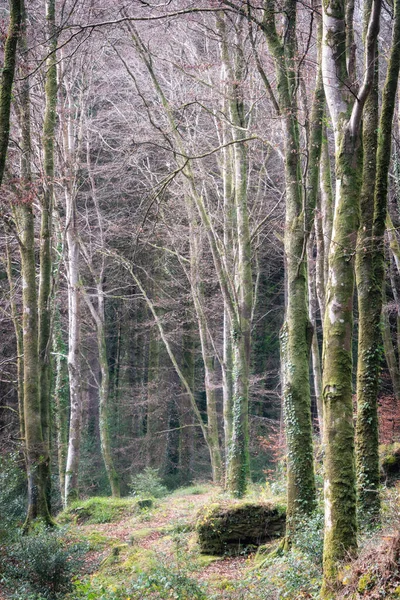 Мальовничий Красивий Вид Зелений Ліс — стокове фото