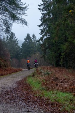 Back view of people riding horses on path in the forest 