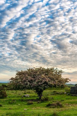 Lone tree on bodmin moor cornwall england uk 