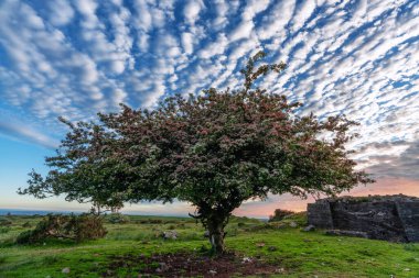 Lone tree on bodmin moor cornwall england uk 