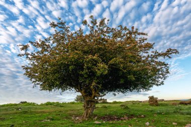 Lone tree on bodmin moor cornwall england uk 