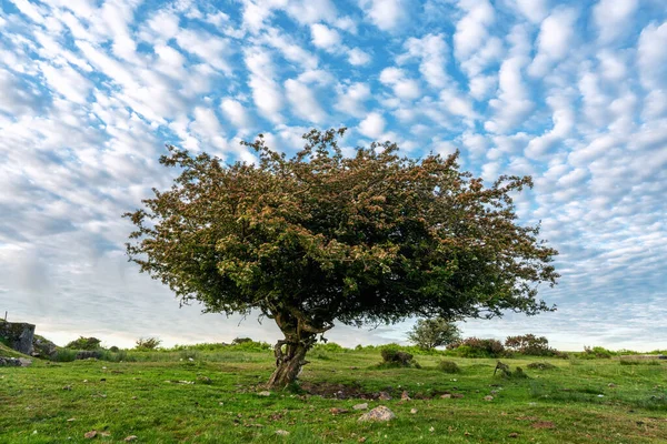 Lone Tree Bodmin Moor Cornwall England — Stockfoto