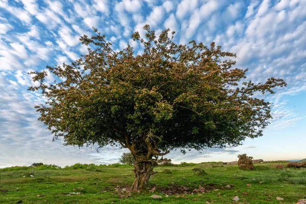 Lone Tree Bodmin Moor Cornwall England — Photo