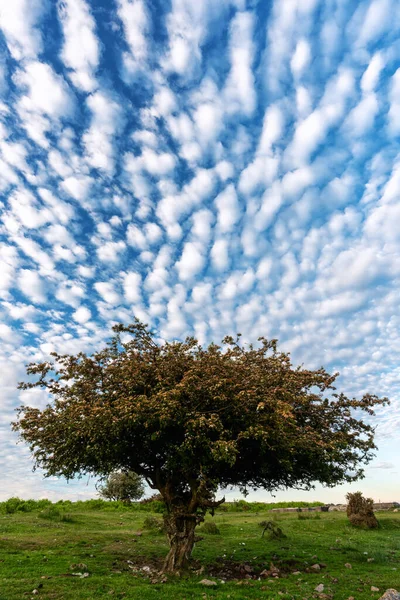 Lone Tree Bodmin Moor Cornwall England — Fotografia de Stock