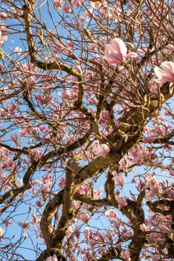 pembe manolya çiçekleri mavi gökyüzü 
