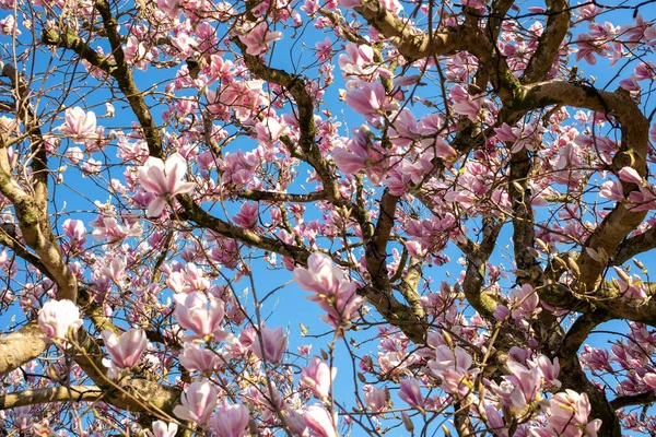 Рожеві Квіти Магнолії Блакитне Небо — стокове фото