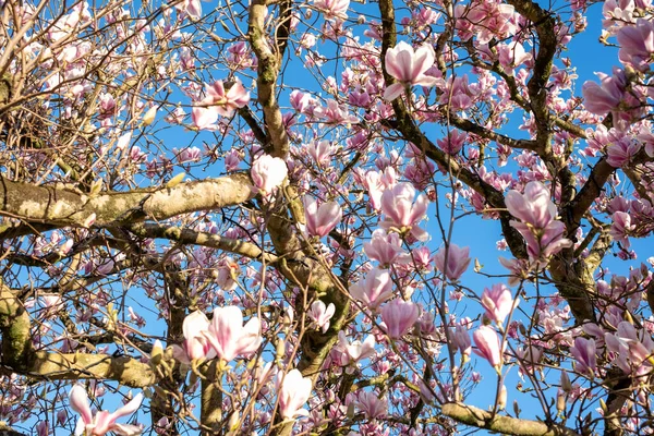 Рожеві Квіти Магнолії Блакитне Небо — стокове фото
