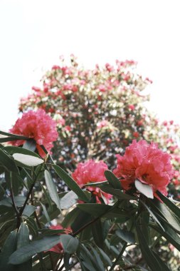 Yeşil yapraklı kırmızı Rhododendron broşürleri 