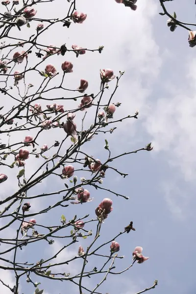 Квіти Магнолії Синім Фоном Неба — стокове фото