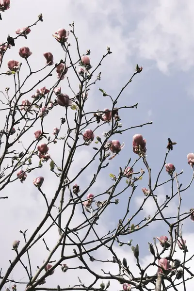 Квіти Магнолії Синім Фоном Неба — стокове фото