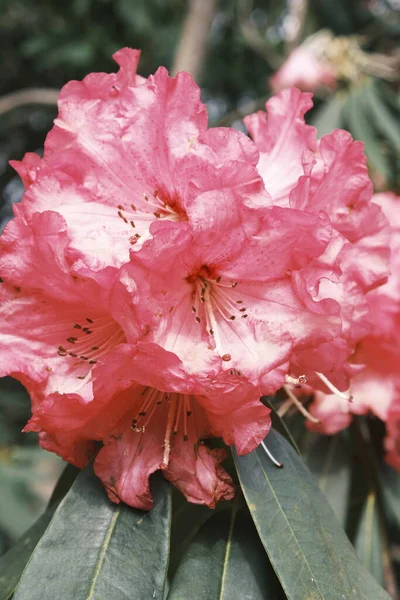 Röda Rhododendron Flygblad Med Gröna Blad — Stockfoto