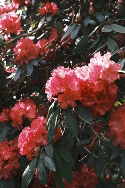 Volantini Rododendro Rossi Con Foglie Verdi — Foto Stock