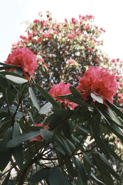 Червоні Флаєри Рододендрона Зеленим Листям — стокове фото