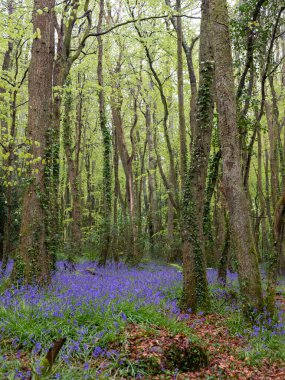 BlueBell ormanı ve sahil ağaçları. 