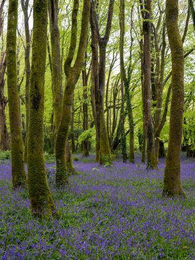BlueBell ormanı ve sahil ağaçları. 