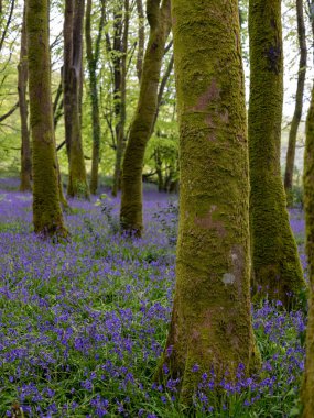 BlueBell ormanı ve sahil ağaçları. 