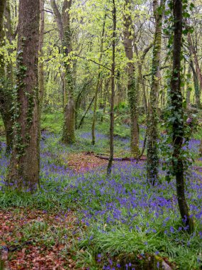 BlueBell ormanı ve sahil ağaçları. 
