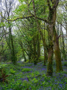 BlueBell ormanı ve sahil ağaçları. 