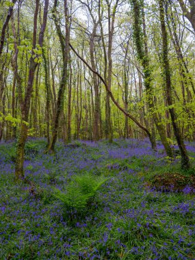 BlueBell ormanı ve sahil ağaçları. 