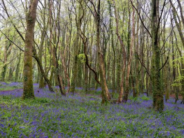 BlueBell ormanı ve sahil ağaçları. 