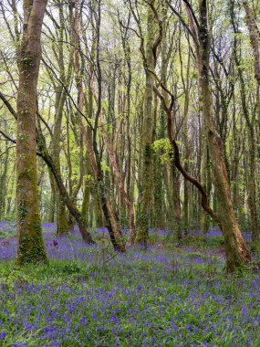 BlueBell ormanı ve sahil ağaçları. 