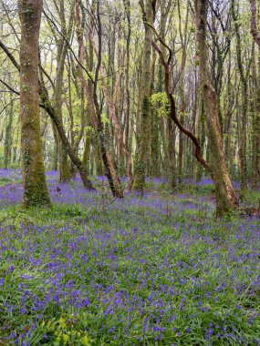 BlueBell ormanı ve sahil ağaçları. 