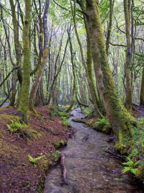 BlueBell ormanı ve sahil ağaçları. 