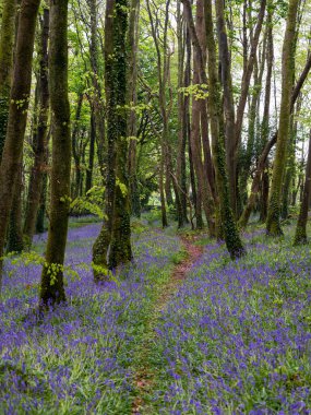 BlueBell ormanı ve sahil ağaçları. 