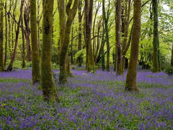 BlueBell ormanı ve sahil ağaçları. 