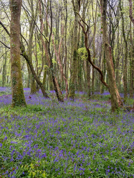 BlueBell ormanı ve sahil ağaçları. 