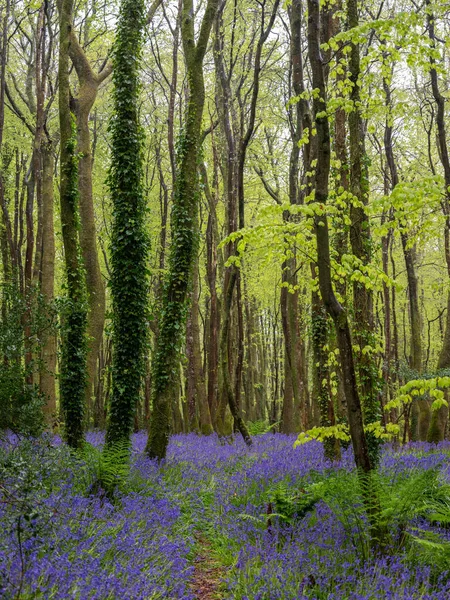 Bluebell Wood Beach Trees — Stockfoto